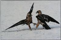 Galapagos Hawk Contest - Jennifer Vass : Merit